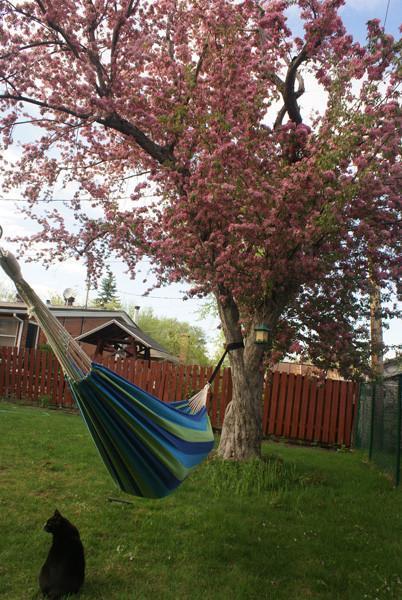 Eco-Friendly Hammock Tree Straps with Carabiners — Hammock Universe Canada
